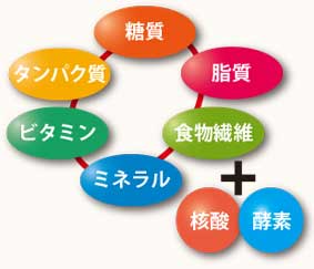 栄養素の図