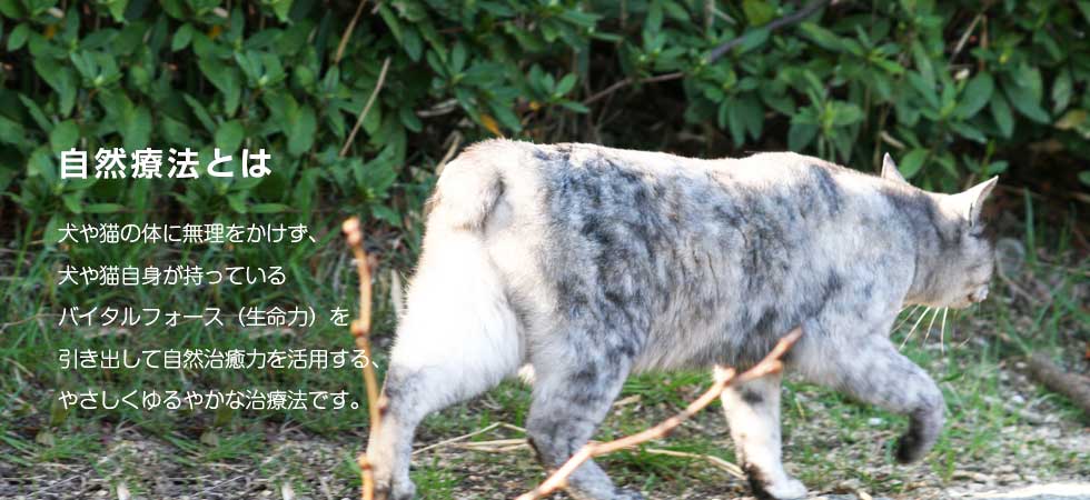自然療法とは、犬や猫の体に無理をかけず、犬や猫自身が持っているバイタルフォース（生命力）を引き出して自然治癒力を活用する、やさしくゆるやかな治療法です。